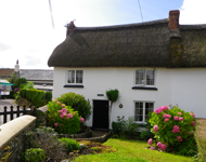Thatched cottage near Budleigh Salterton